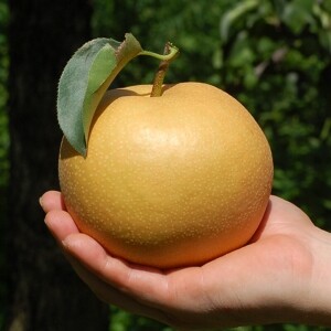 양양청마농원 낙산배(원황배) 7.5kg , 5kg