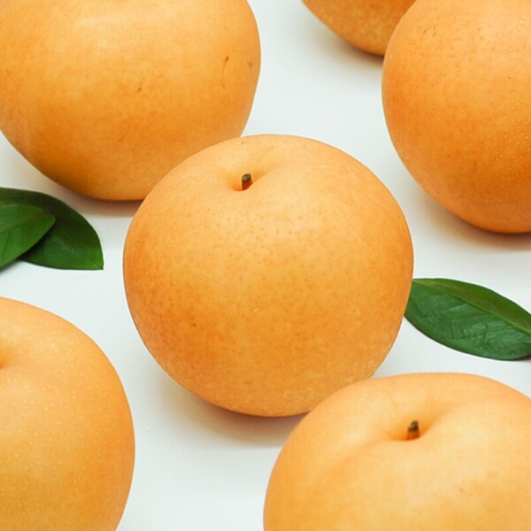 양양청마농원,양양청마농원 낙산배(원황배) 7.5kg , 5kg